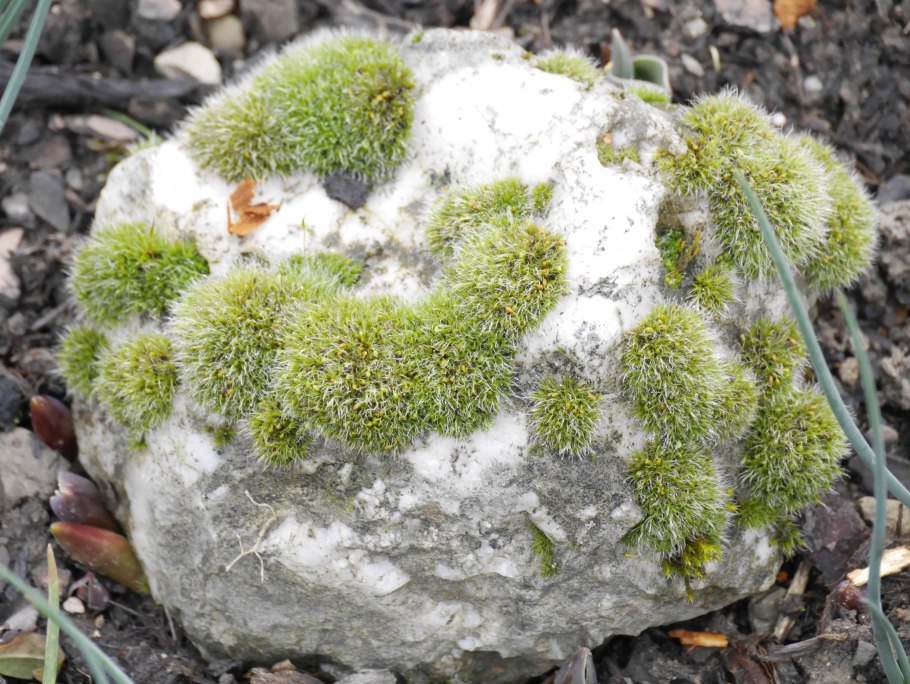 Пармелия исландский мох