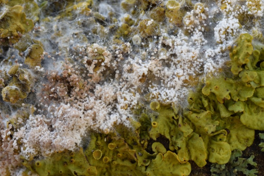 Накипные лишайники леканора