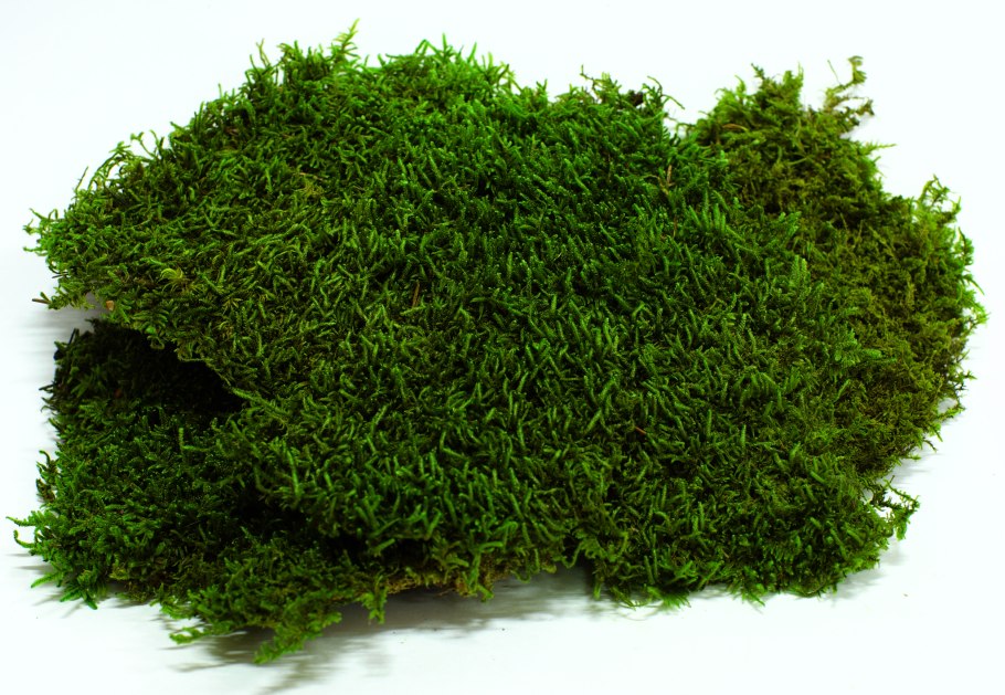 Мох кладония