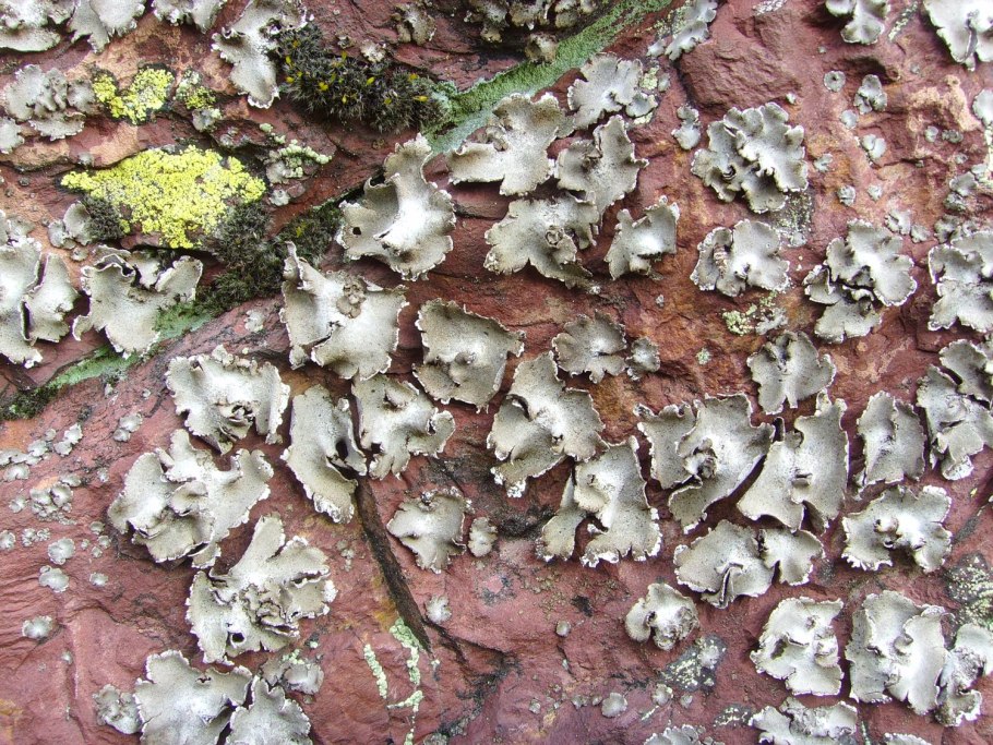 Белые грибы в Карелии