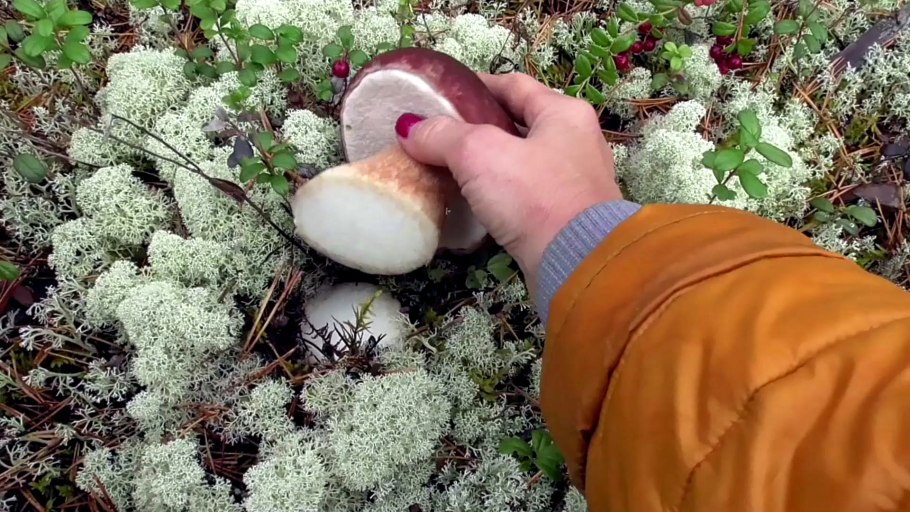 Ягель в тундре