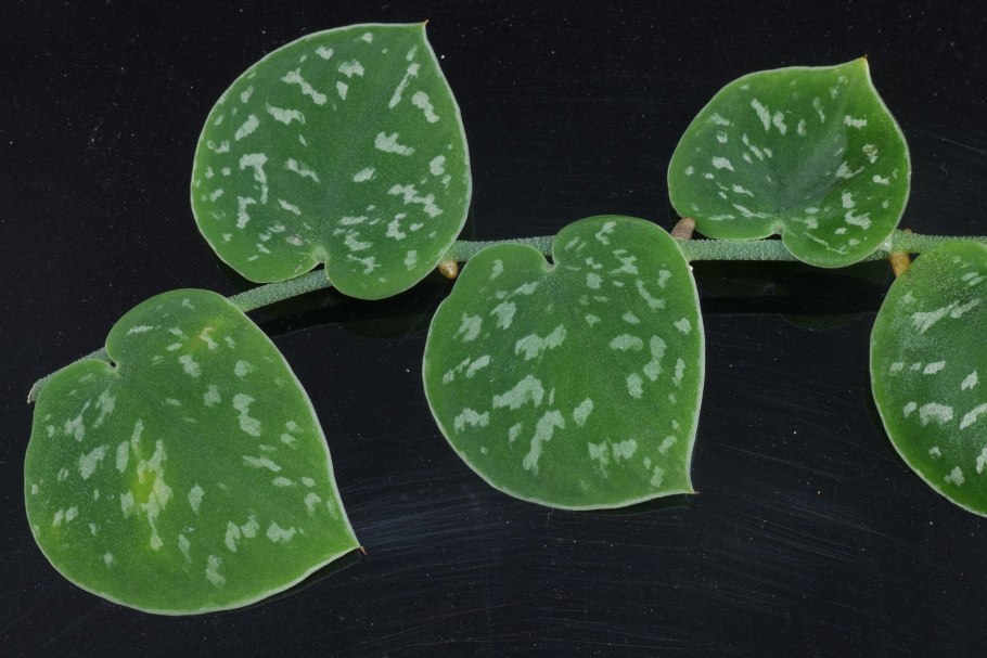 Эпипремнум Годзилла