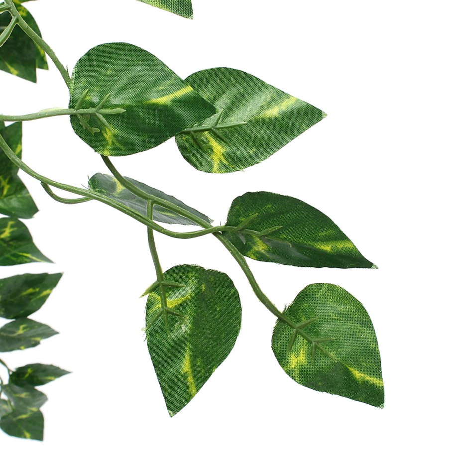 Сциндапсус species