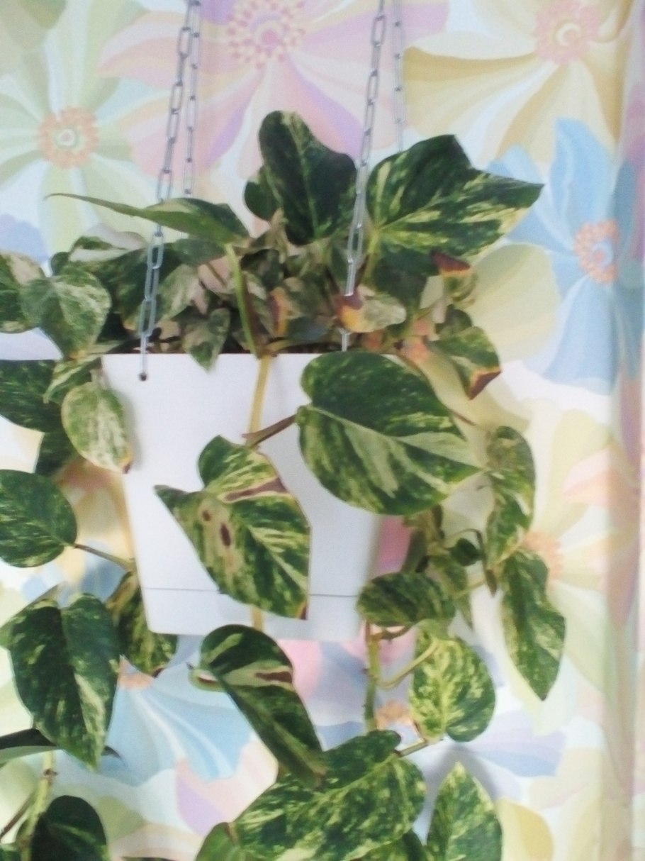 Сциндапсус фотошоп