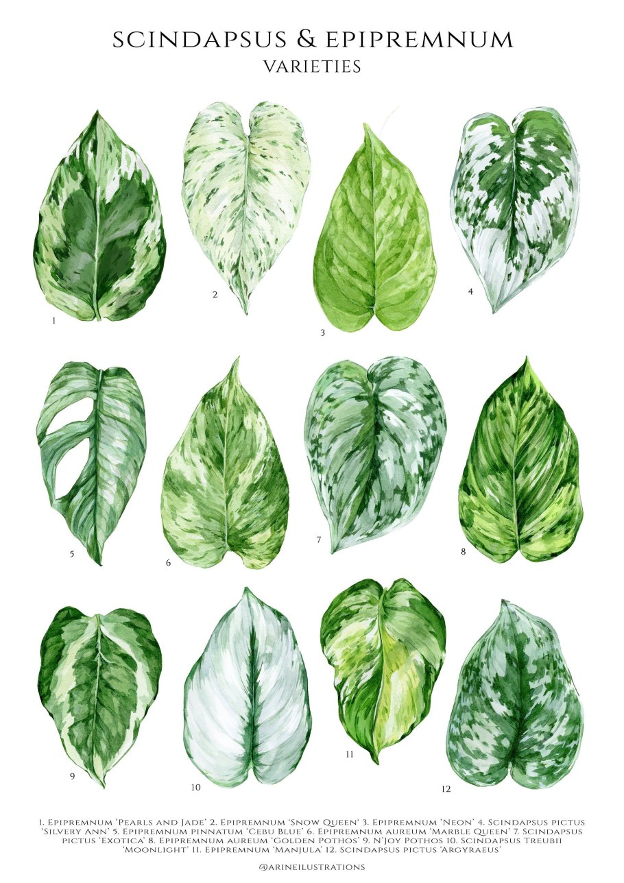 Филодендрон squamicaule