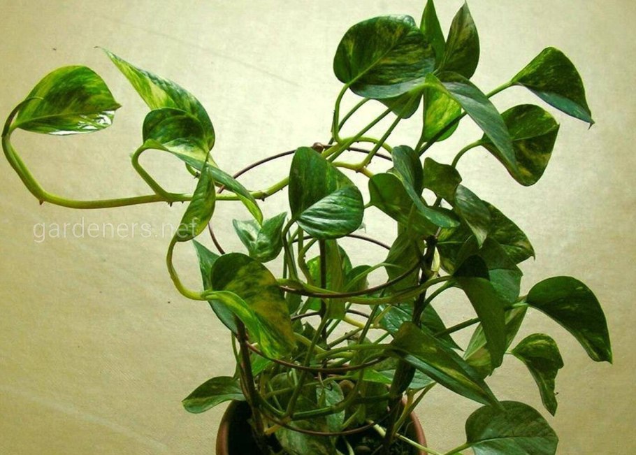 Септориоз Антуриум Андре