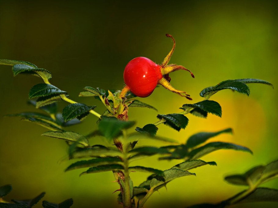 Шиповник иглистый Фармакогнозия