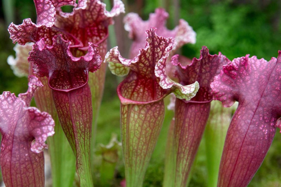 Sarracenia carnivorous Plants