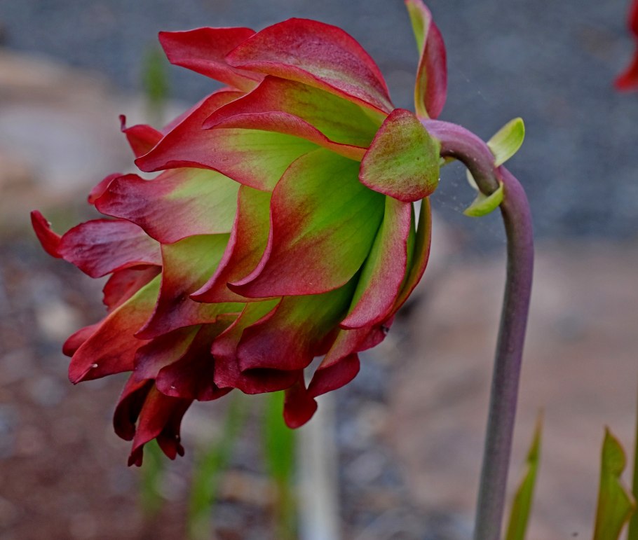 Sarracenia leucophylla