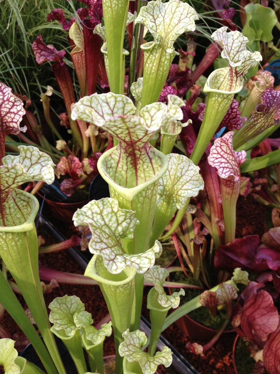 Саррацения Maroon