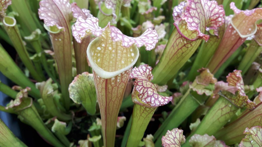 Sarracenia farnhamii
