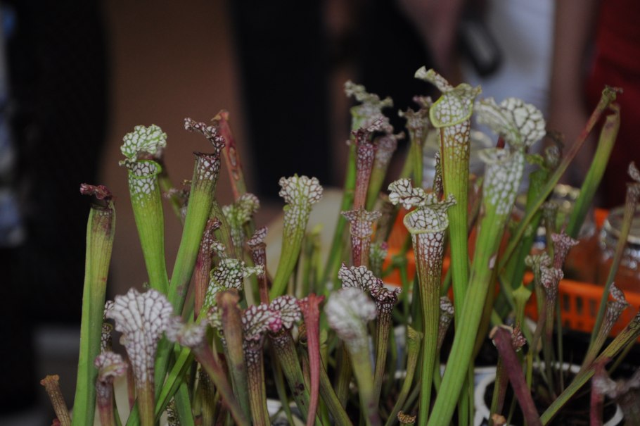 Sarracenia