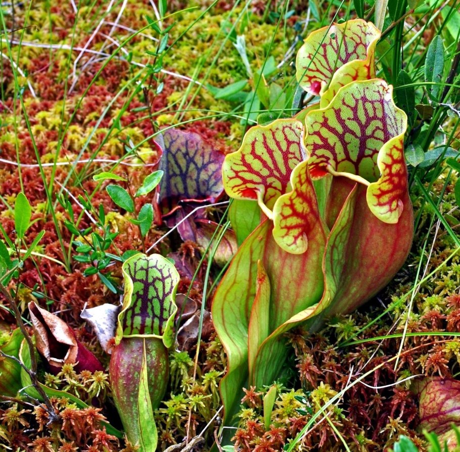 Саррацения purpurea