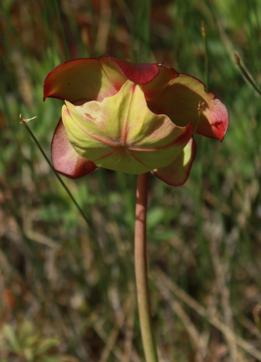 Sarracenia purpurea