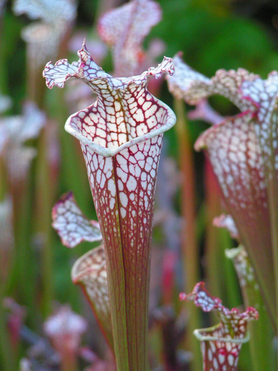 Саррацения Лейкофилла