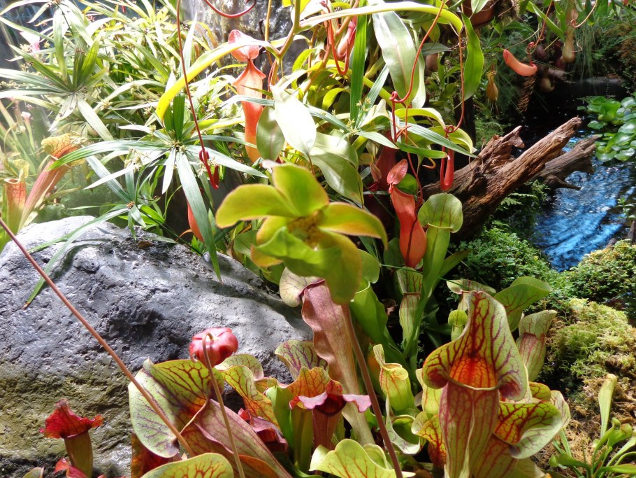 Саррацения и Венерина мухоловка