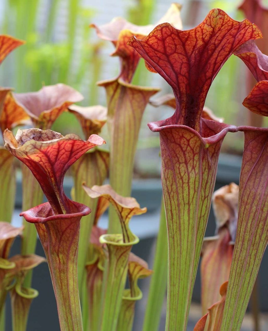 Саррацения (Sarracenia)