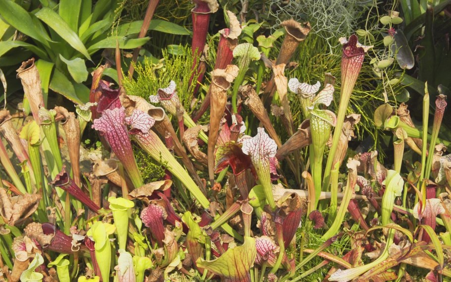 Саррацения ГОРОЛЮБИВАЯ