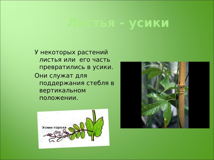 Усики видоизмененные листья
