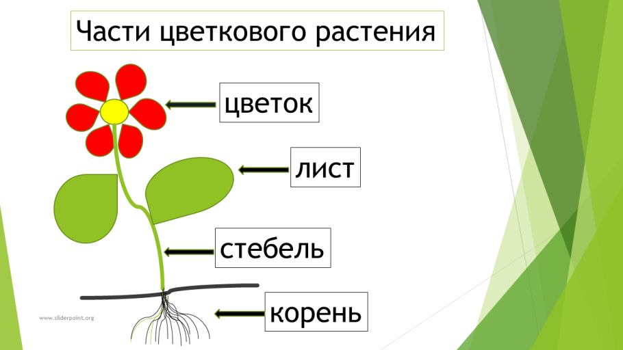 Схема корень стебель лист цветок