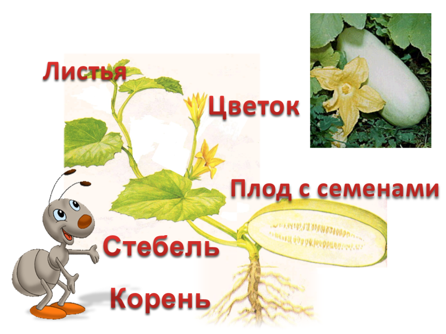 Цветок плод семя