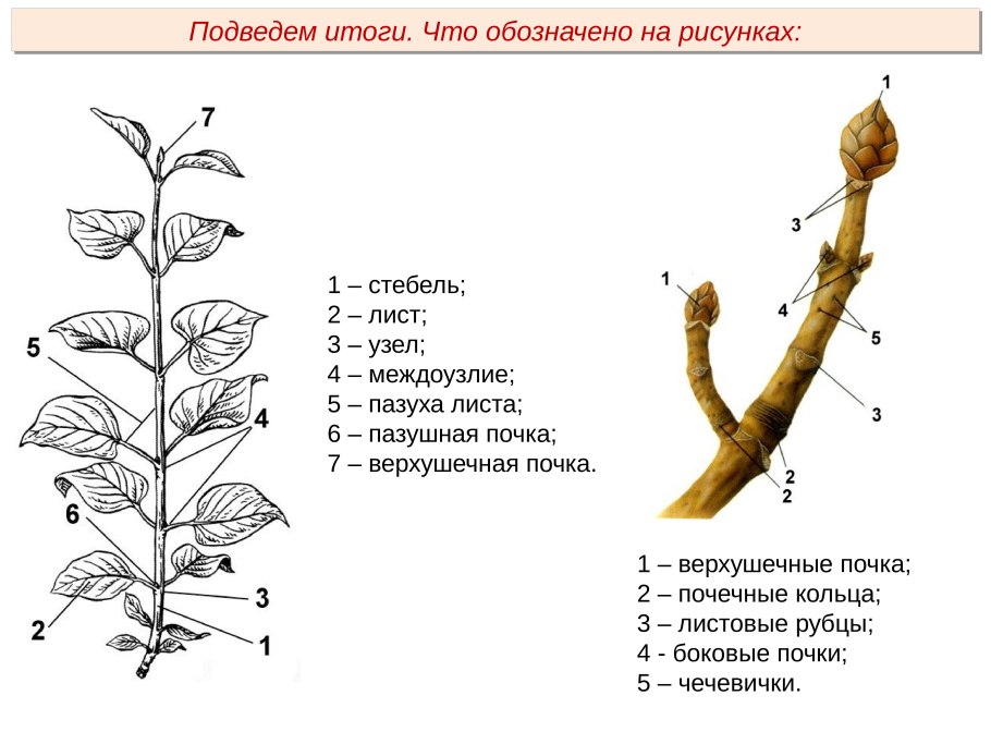 Побег узел междоузлие листовой рубец