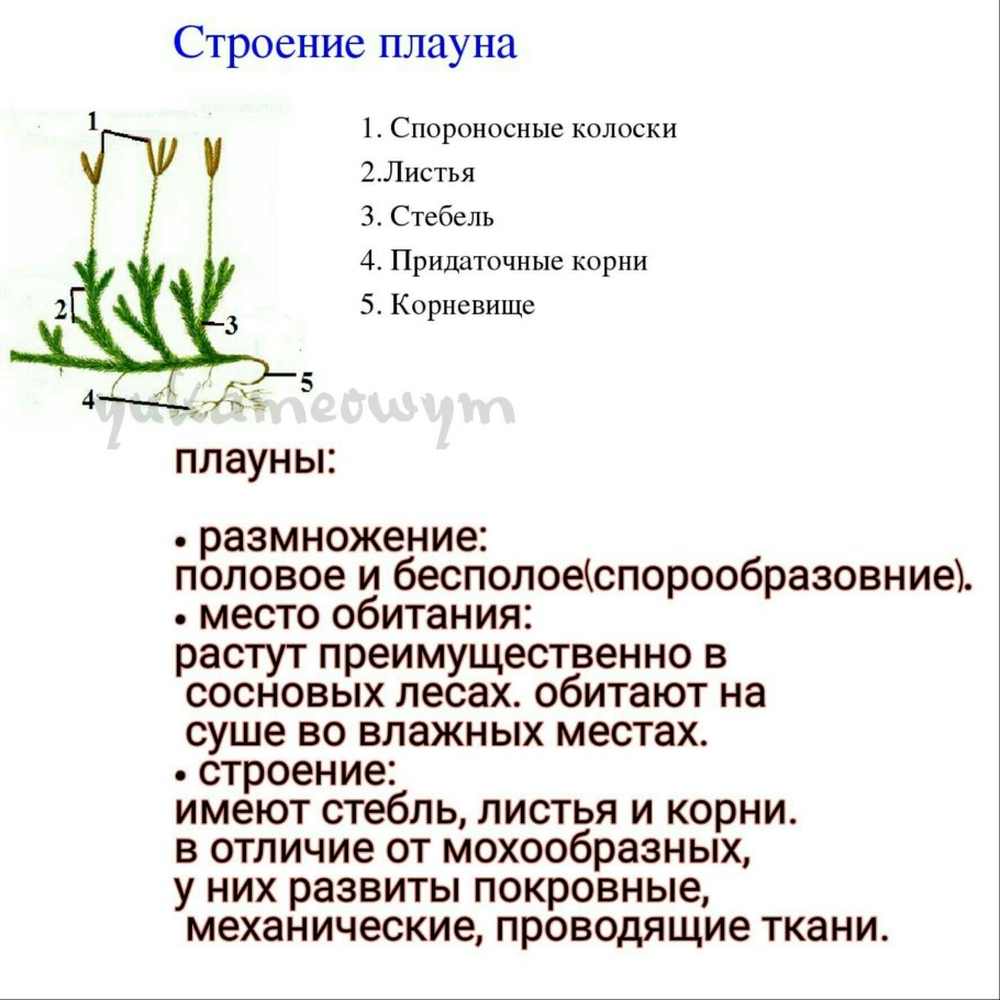 Строение плаунов