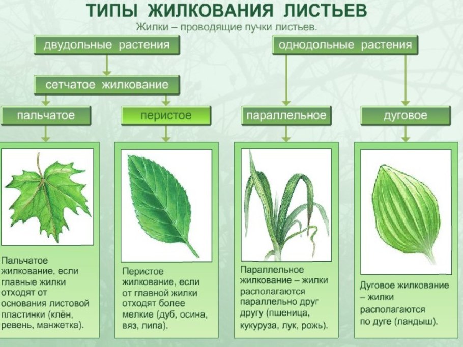 Дихотомическое жилкование листьев