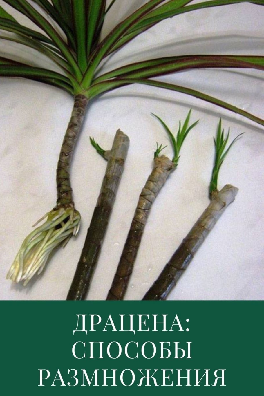 Драцена Пальма черенки