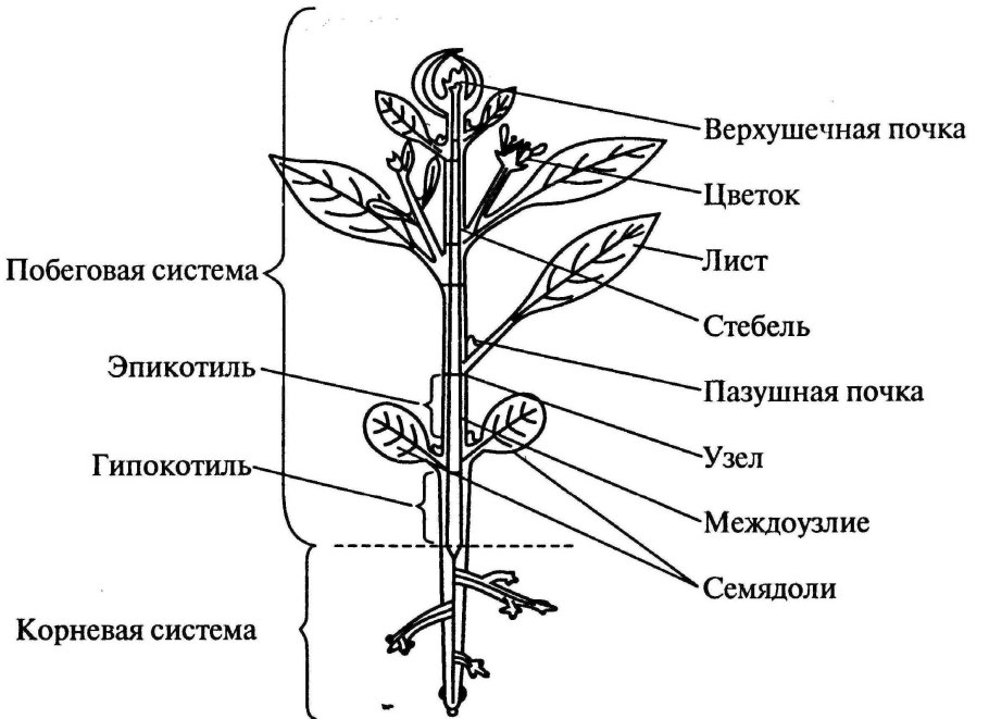 Строение метамера побега