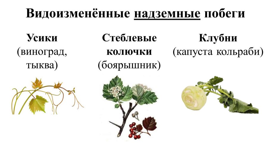 Надземные метаморфозы побега стеблевые колючки