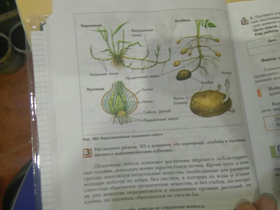 Исследование строения корневища, клубня, луковицы