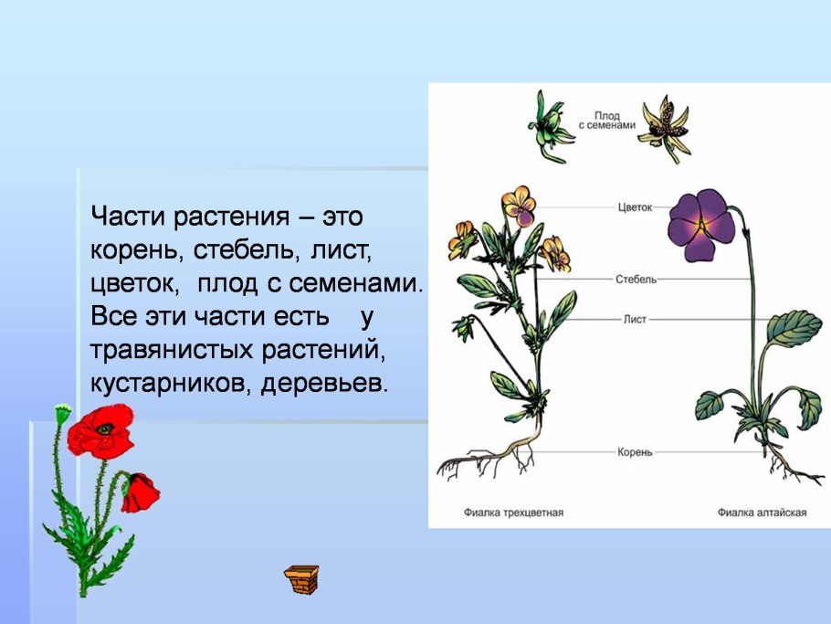 Части растения 1 класс