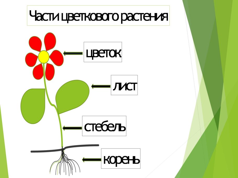 Части цветковых растений
