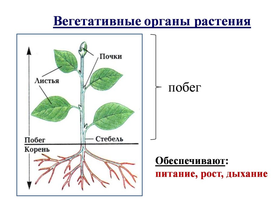 Вегетативные органы побег стебель почки