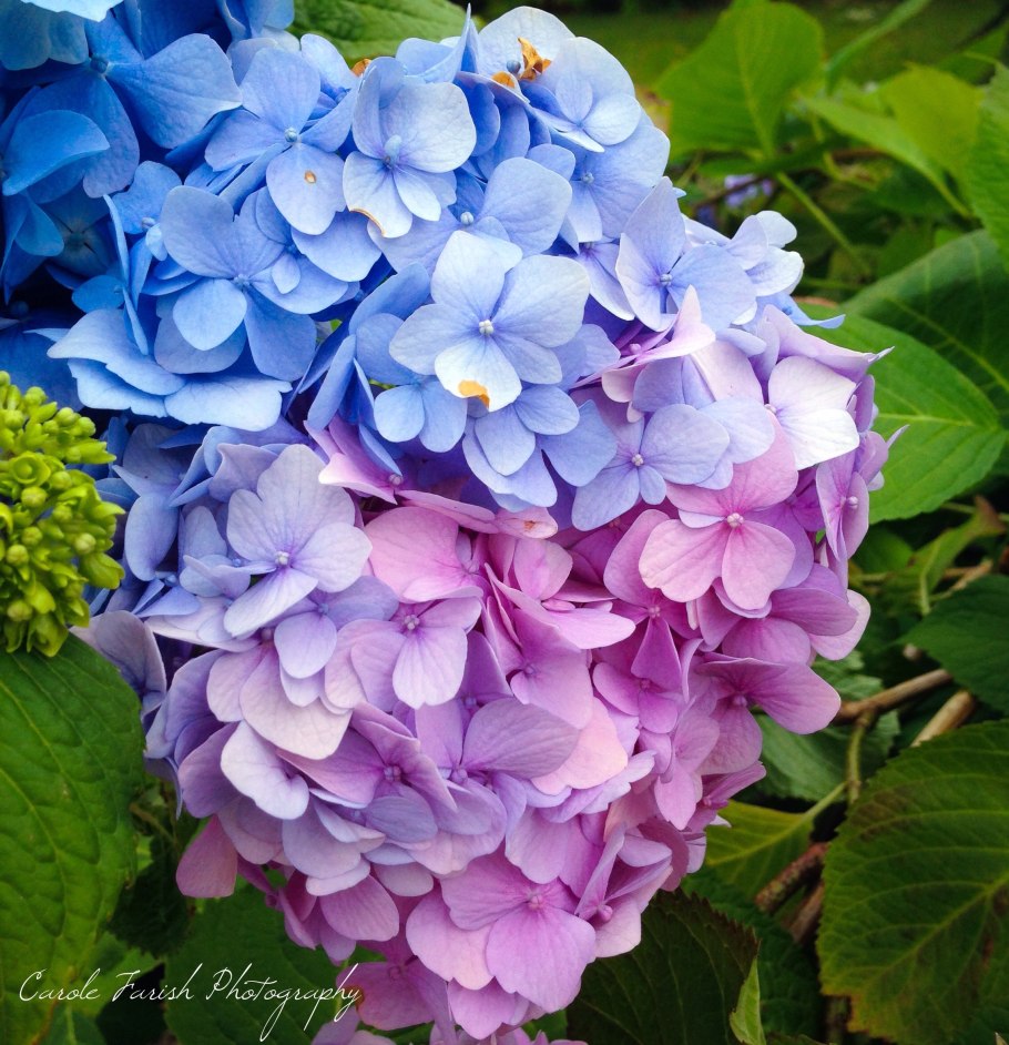 Гортензия Эрли Хари