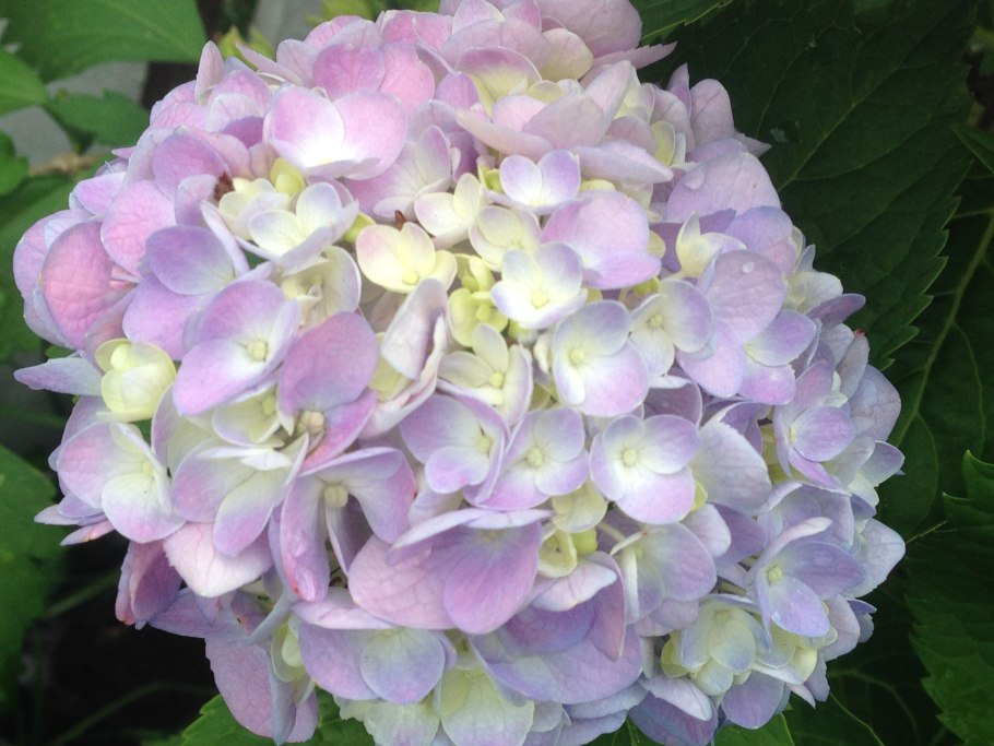 Гортензия Фрейденштейн крупнолистная