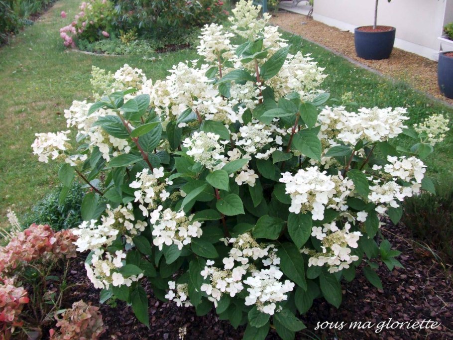 Гортензия Пинк сенсейшен