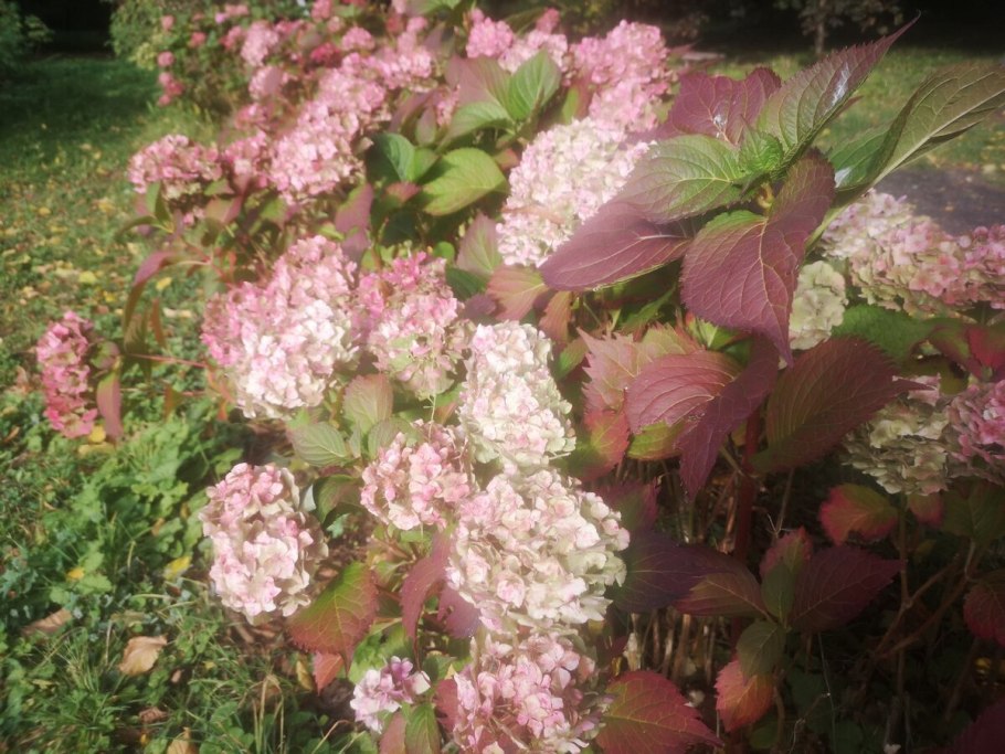 Гортензия метельчатая Еарли Гарри