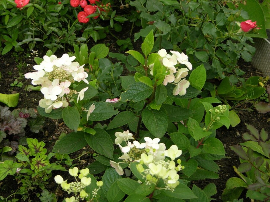 Гортензия метельчатая early Harry