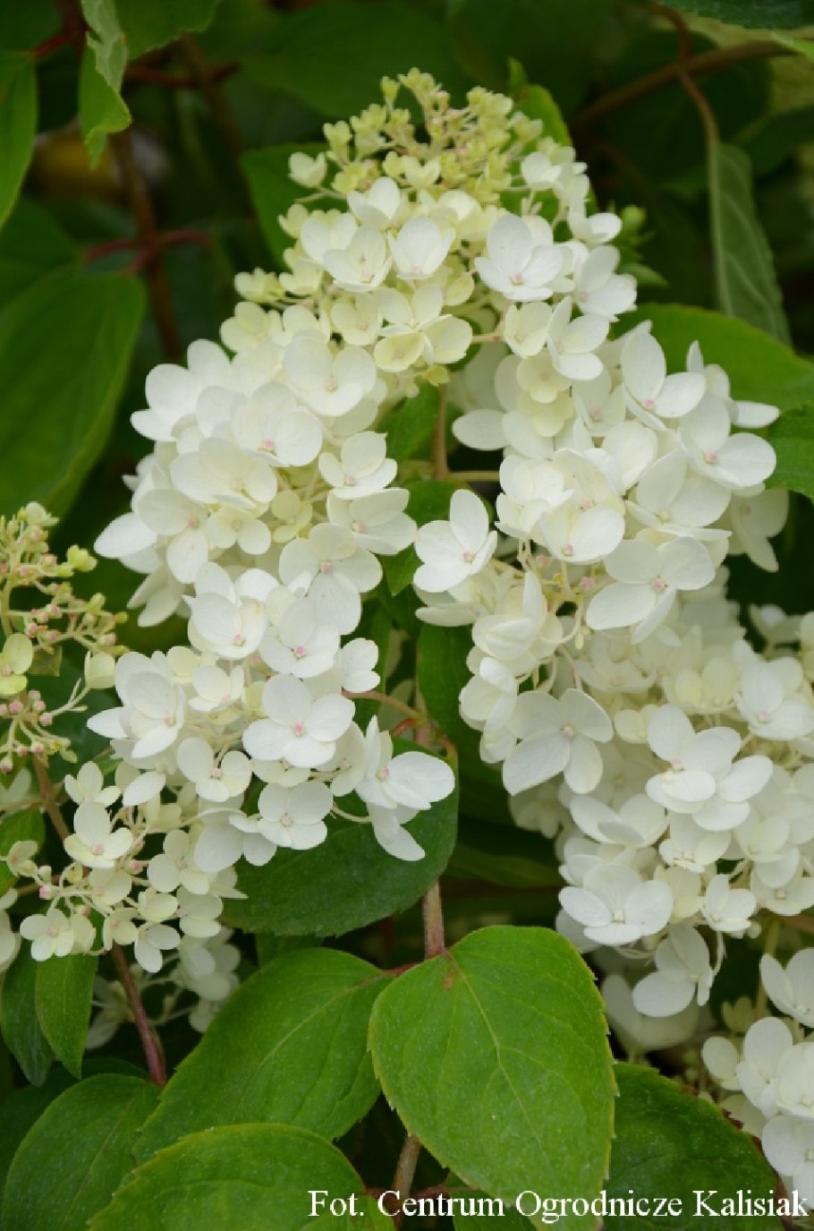 Гортензия натуральная