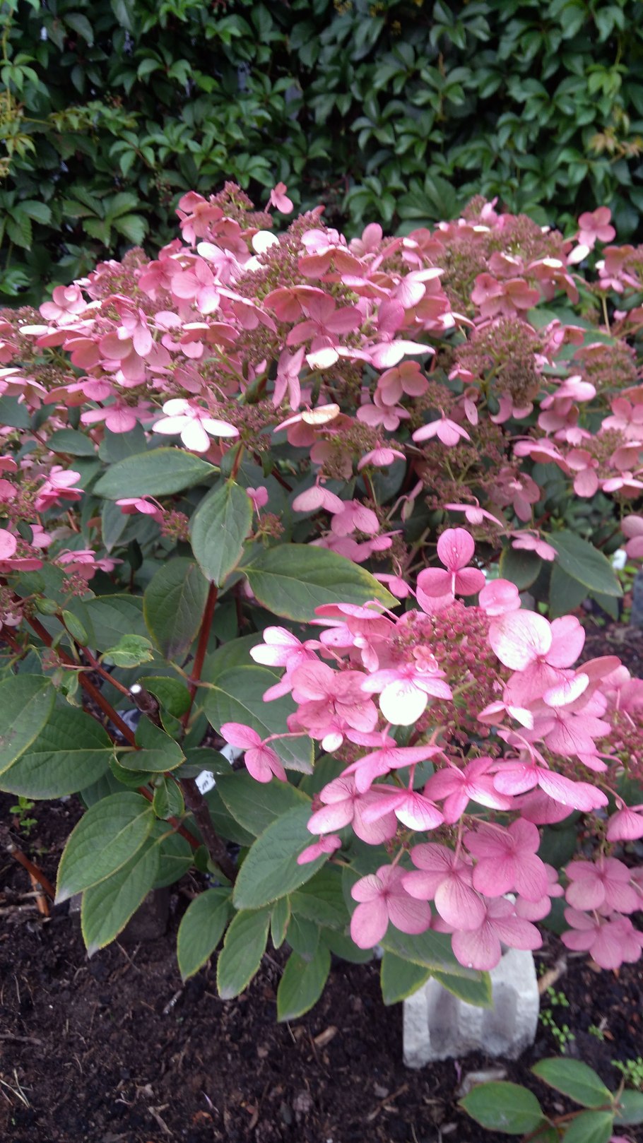 Гортензия Эрли сенсейшен