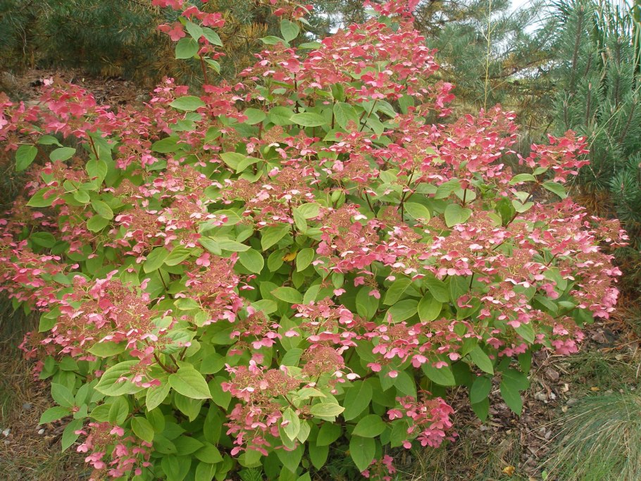 Гортензия Петит лантерн