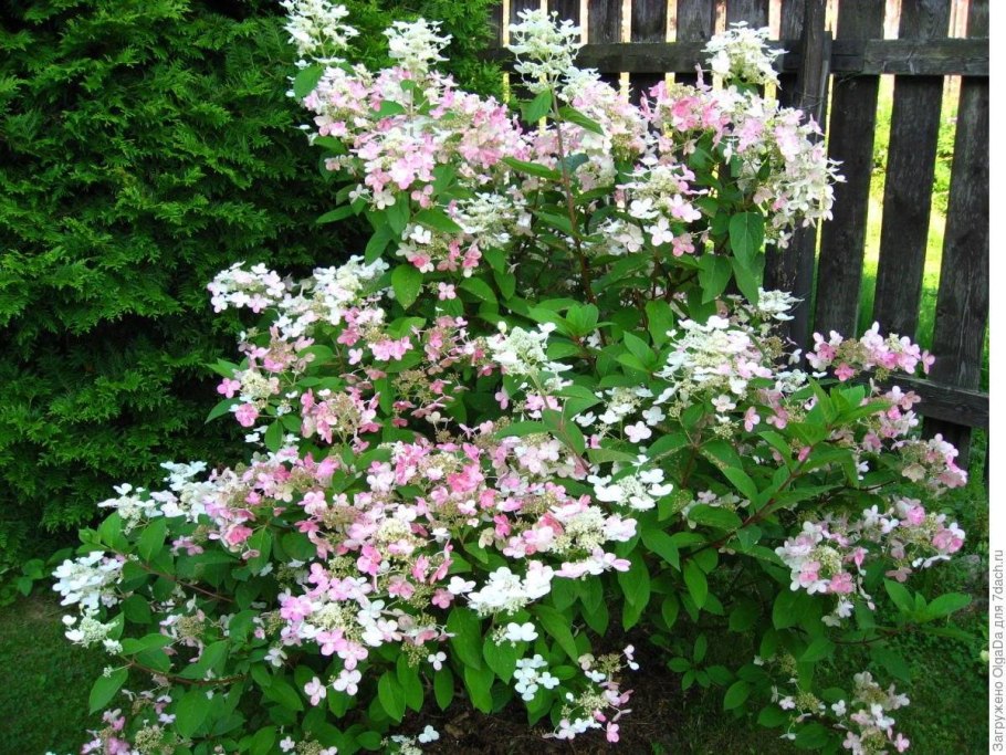 Hydrangea paniculata early Harry