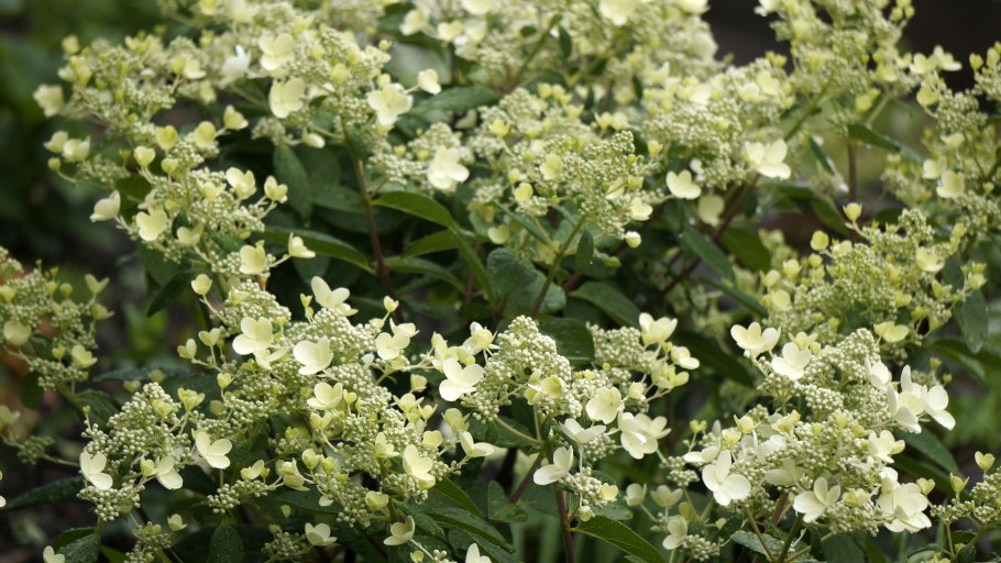 Гортензия крупнолистная Эндлесс саммер