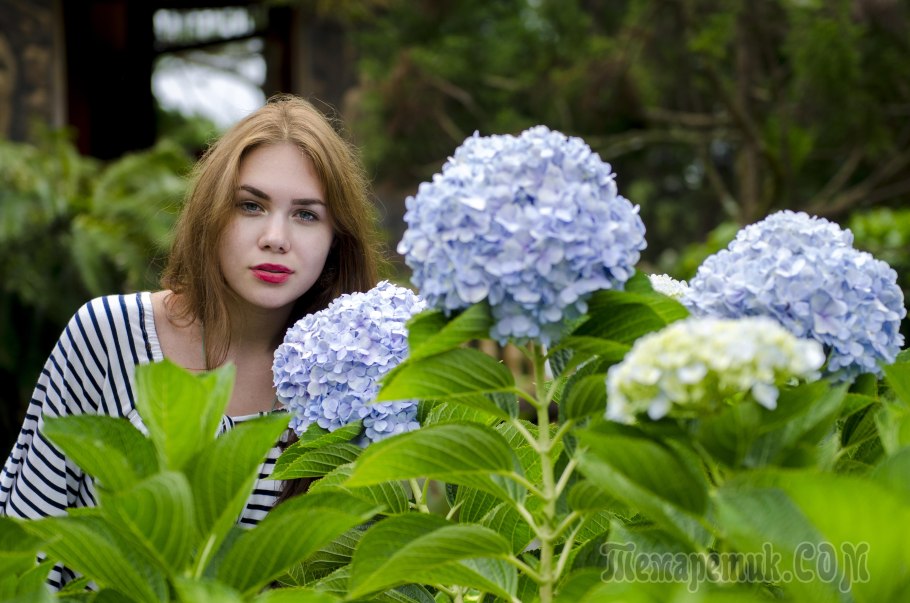 Гортензия Эрли сенсейшен
