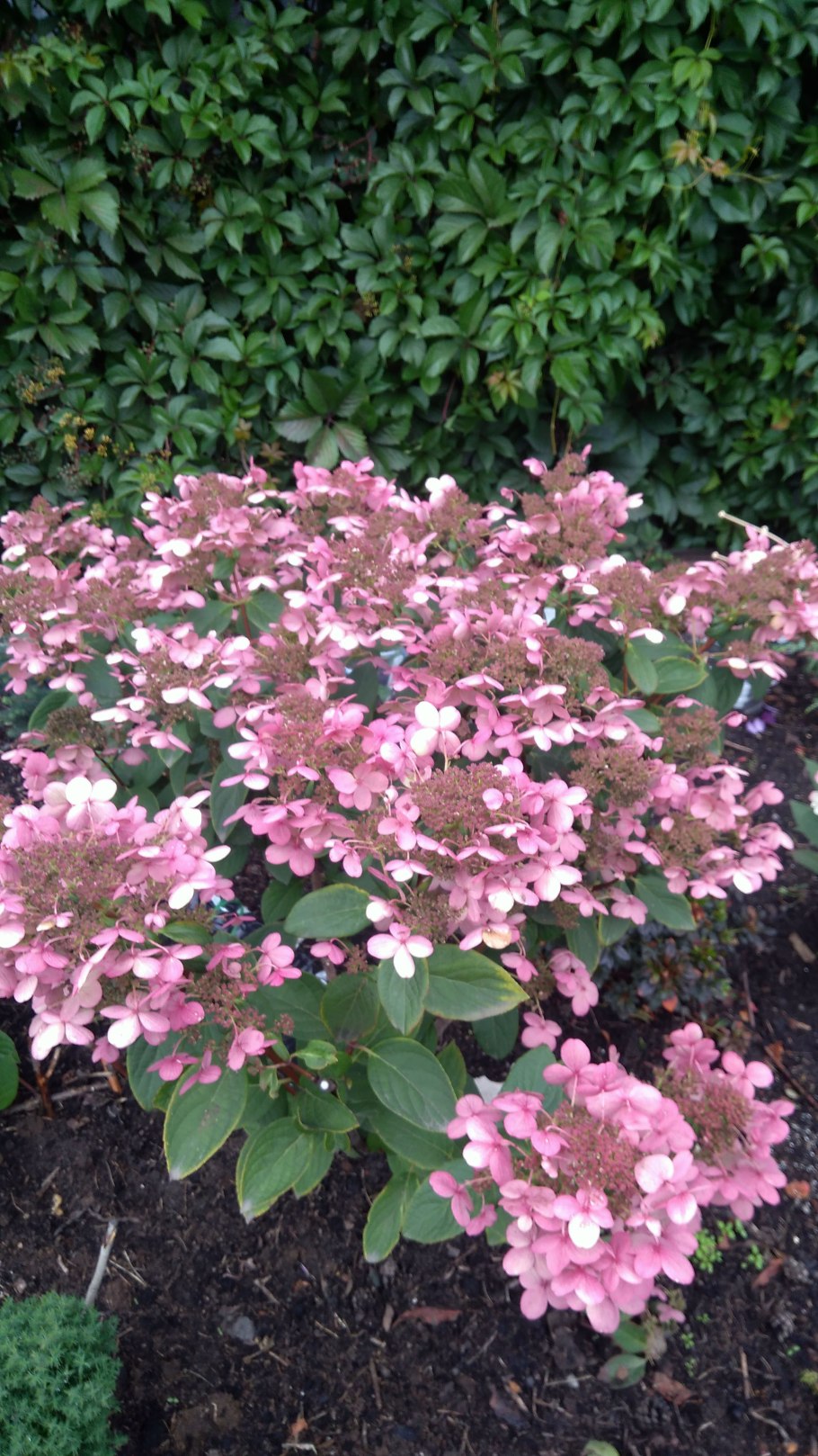 Adula Pink гортензия