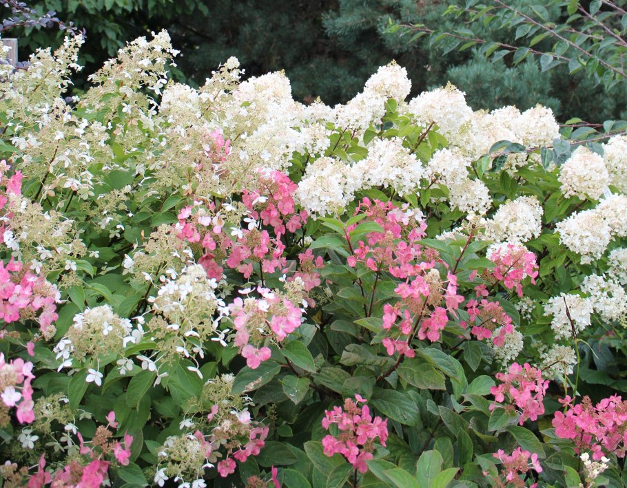 Гортензия метельчатая early Harry