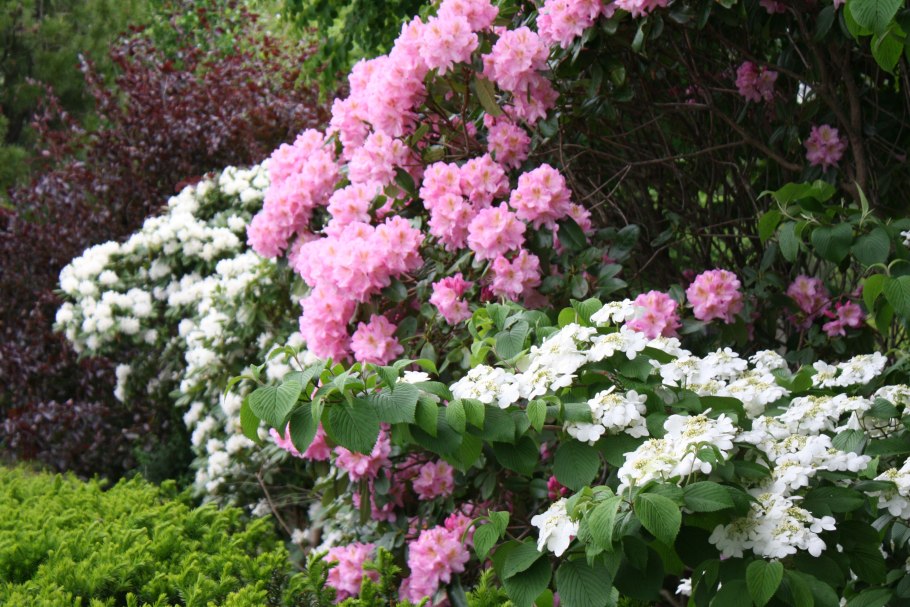 Клумба с рододендроном и гортензией