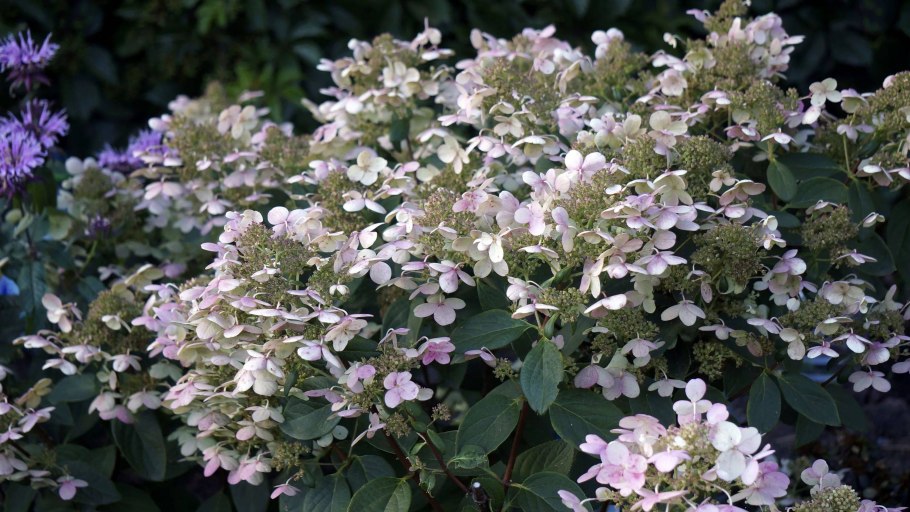 Гортензия Эрли сенсейшен